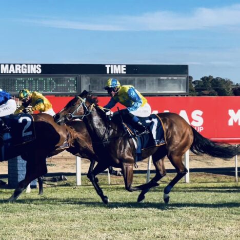 Dubbo Goblet Double